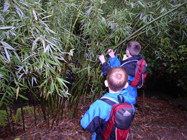 11.13.05 Arboretum-Pittock Mansion-Macleay Park 005 